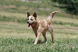 BOUVIER AUSTRALIEN 318
